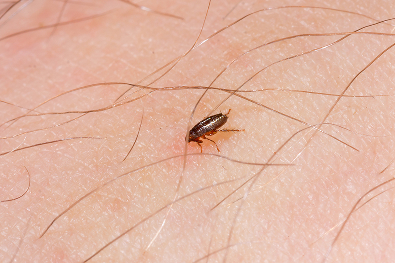 Flea Pest Control in Brighton East Sussex